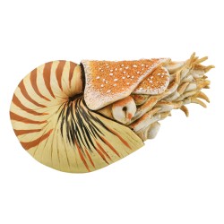 COLLECTA ΝΑΥΤΙΛΟΣ ΠΟΜΠΙΛΙΟΣ 88907 X-LARGE COLLECTA ΝΑΥΤΙΛΟΣ ΠΟΜΠΙΛΙΟΣ 88907 X-LARGE