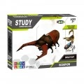 LUNA STEM BEETLE CONSTRUCTION 622110